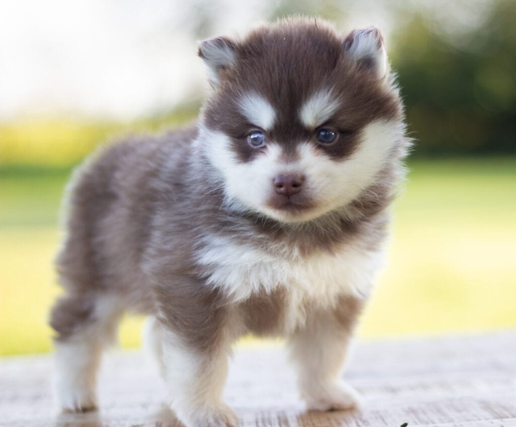 Shops F2 Pomsky. Welp.(Kleine Huskys) abgabebereit.